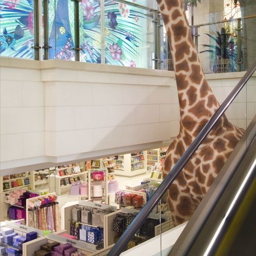 Animals giraffee in the building