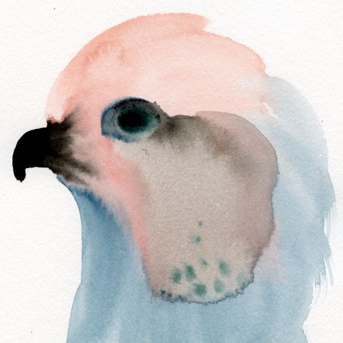 Watercolor side profile of a pink and blue cockatoo by Nadia Flower