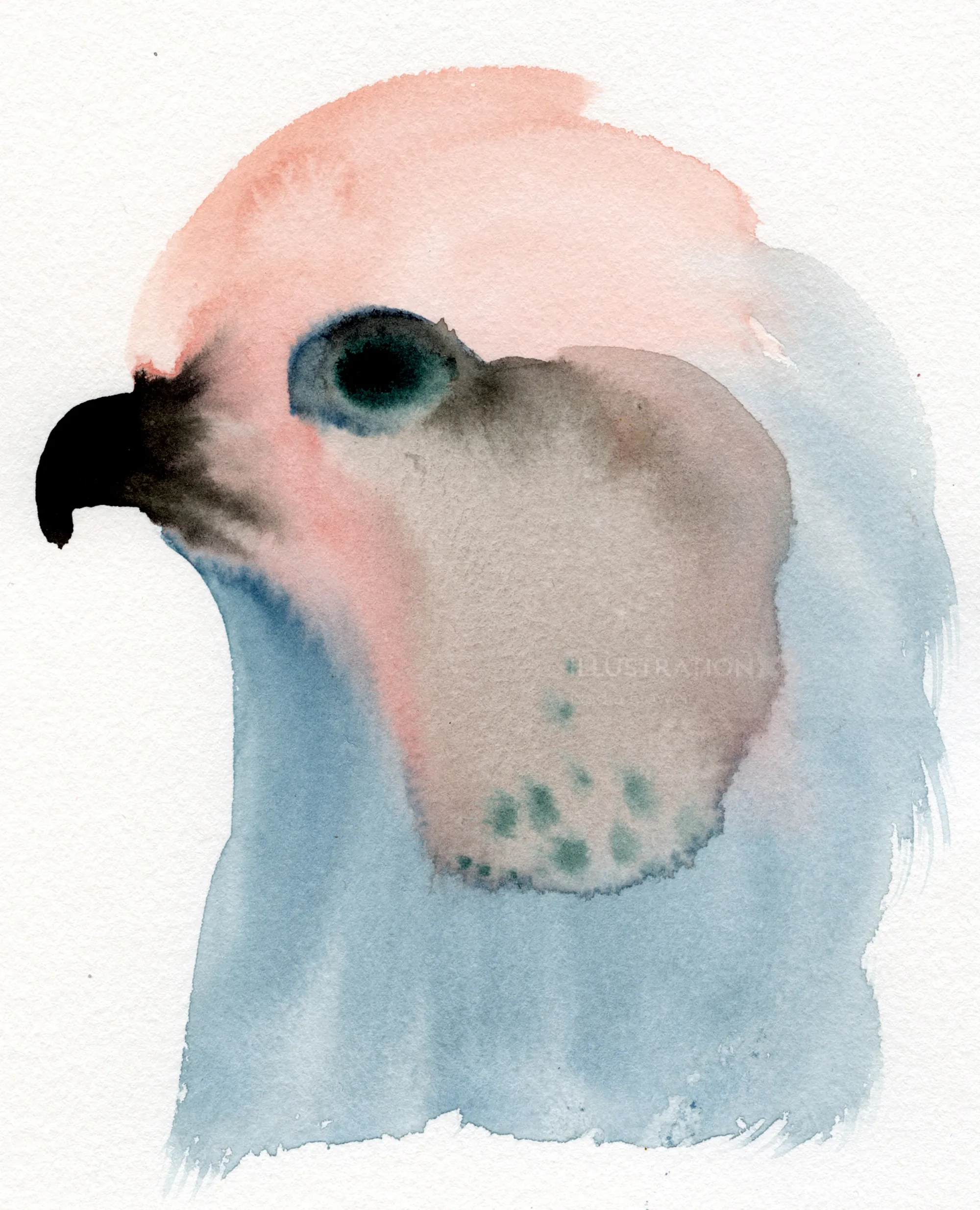 Watercolor side profile of a pink and blue cockatoo by Nadia Flower