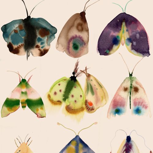 Colorful watercolor moth collection by Nadia Flower arranged in three rows