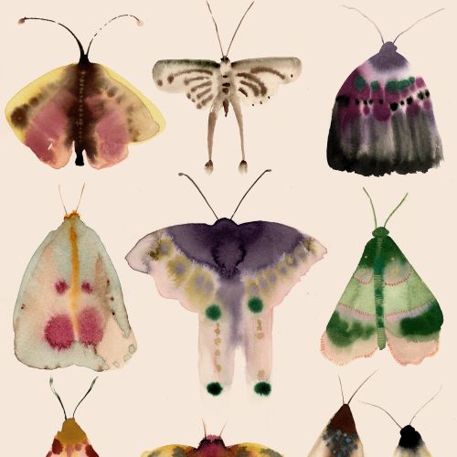Moth illustration by Nadia Flower showing nine colorful moths in three rows