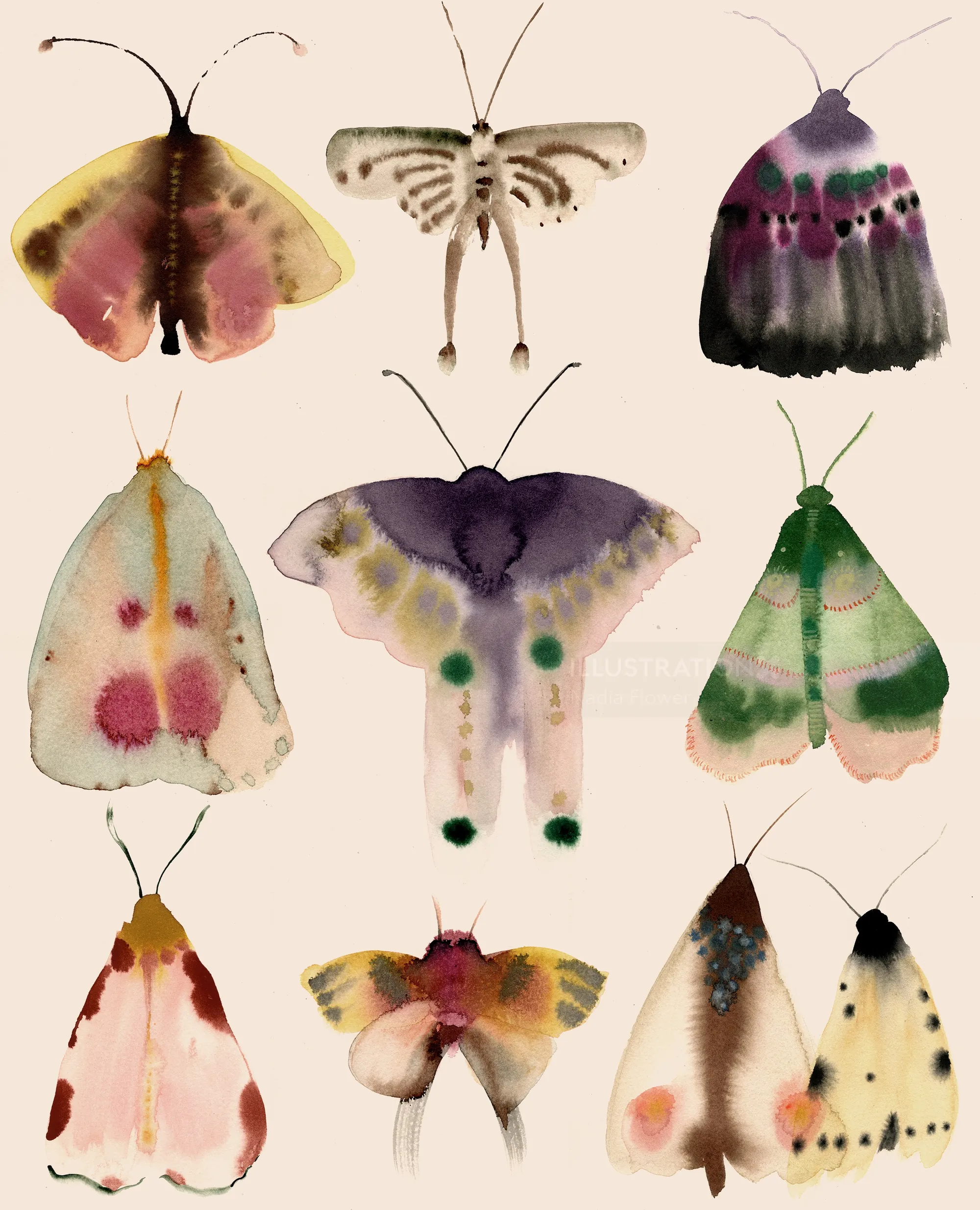 Mottenillustration von Nadia Flower, die neun farbenprächtige Motten in drei Reihen zeigt.