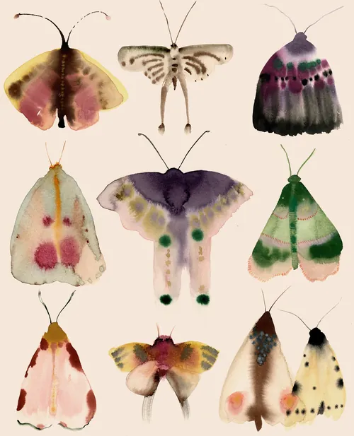 Moth illustration by Nadia Flower showing nine colorful moths in three rows