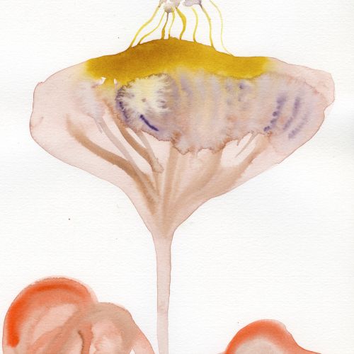 Nadia Flower watercolor illustration of umbrella-shaped fungi with translucent caps