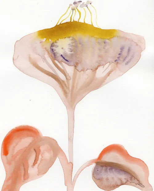 Nadia Flower watercolor illustration of umbrella-shaped fungi with translucent caps