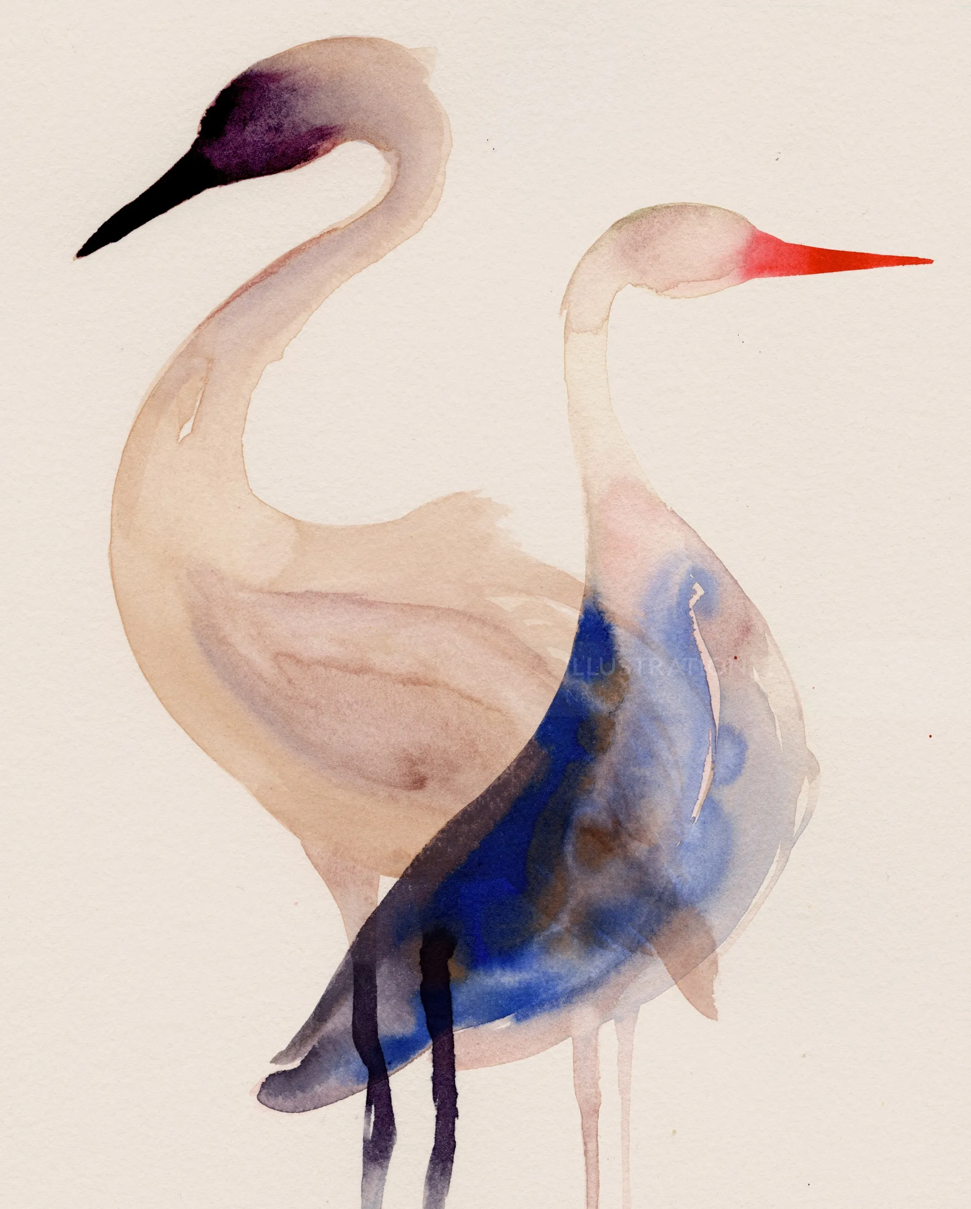 Watercolor painting of two herons by Nadia Flower