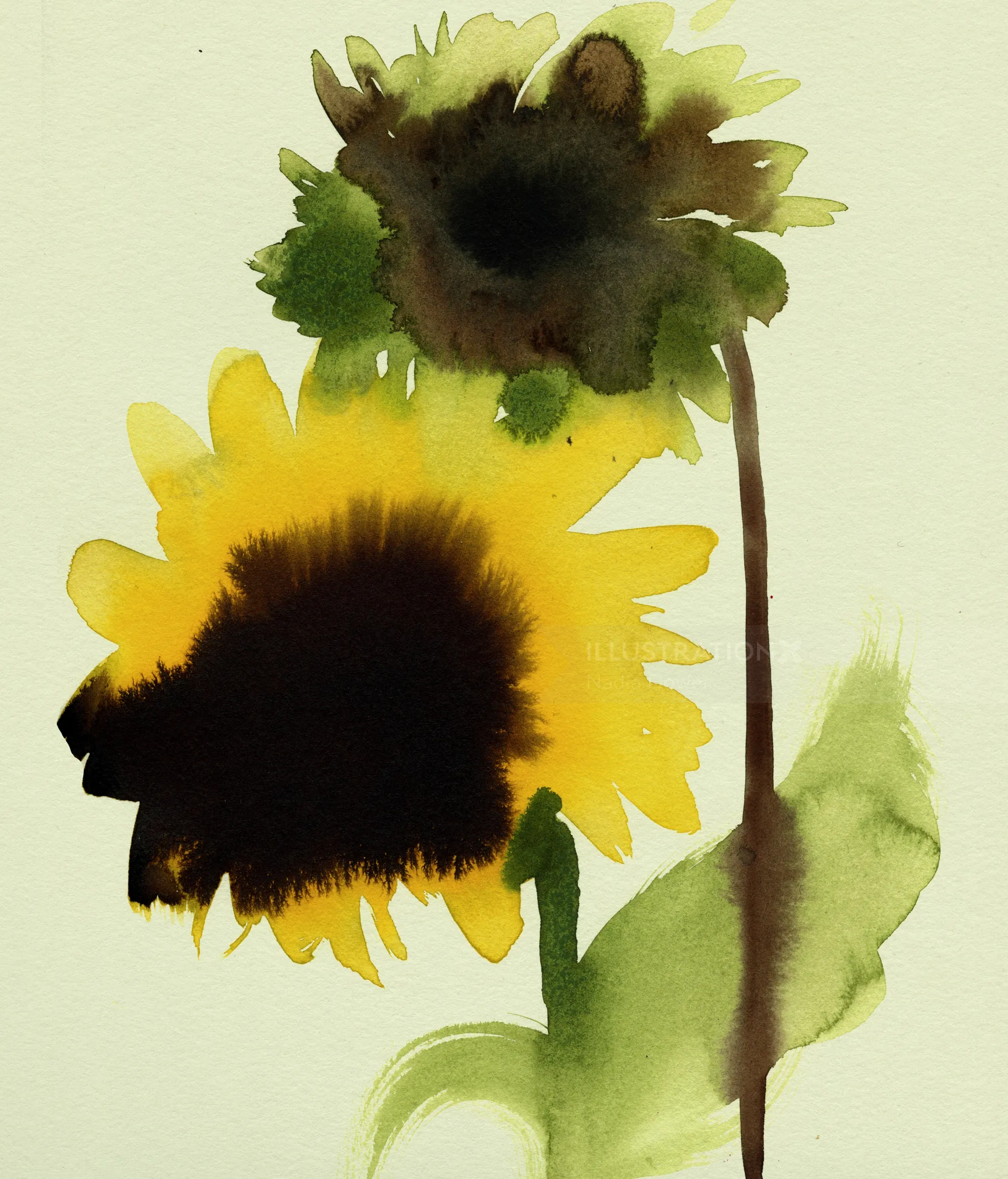 Nadia Flower watercolor painting of two sunflowers with dark centers and green leaves