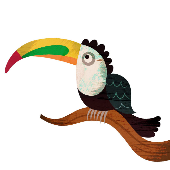 Illustration of Toco toucan - long nose bird illustration