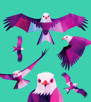 Animal illustration of colorful birds
