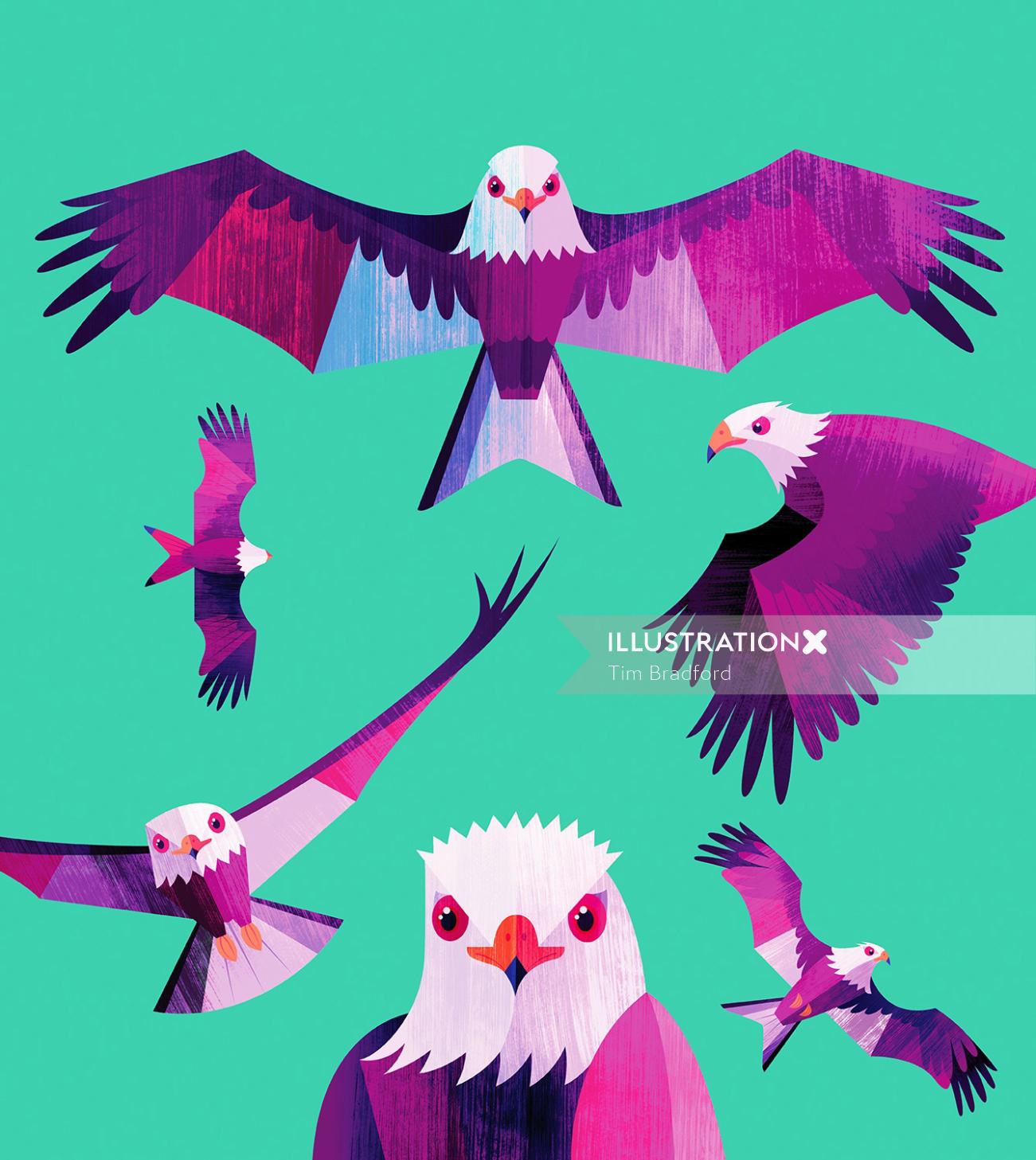 Animal illustration of colorful birds
