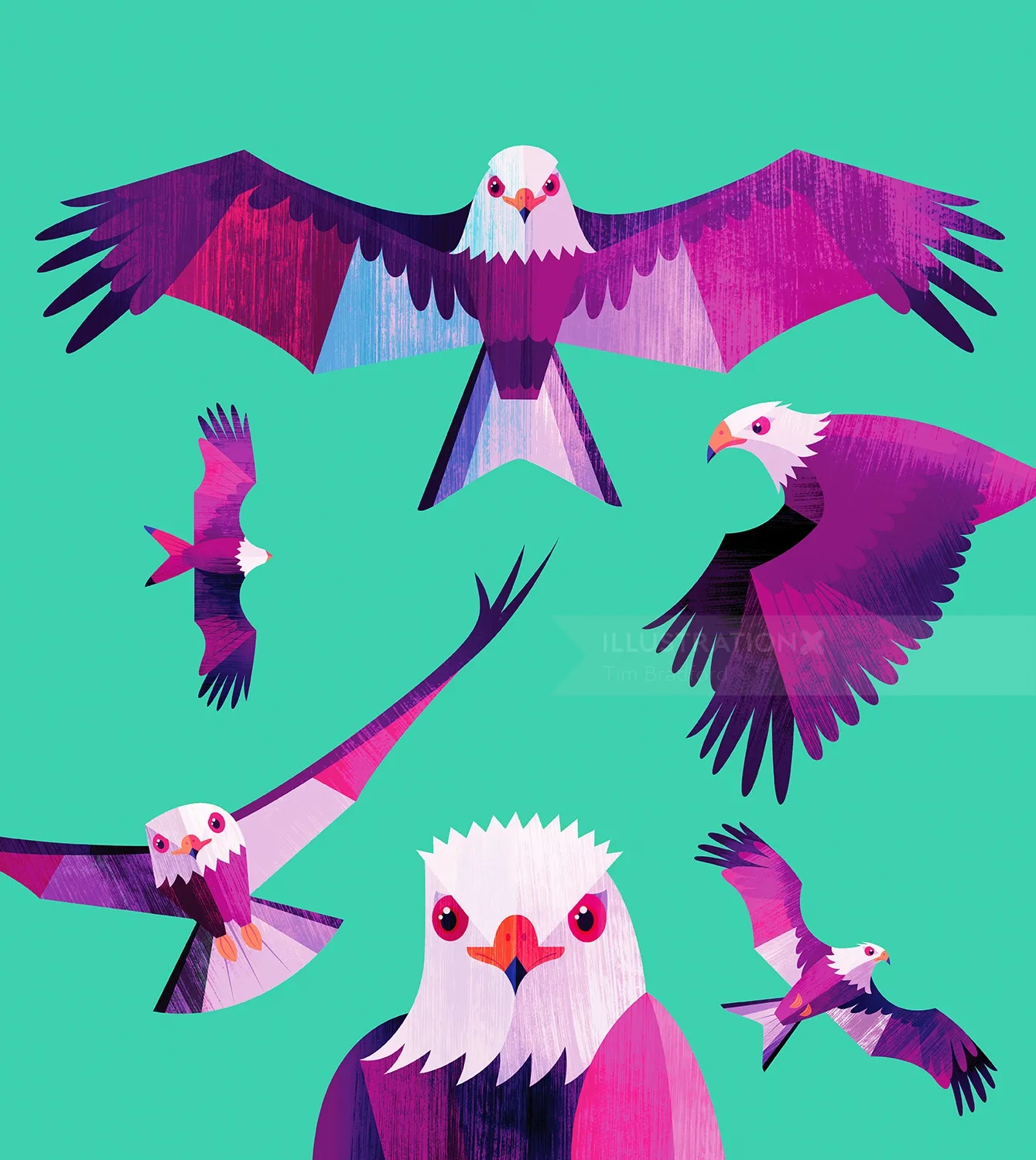 Animal illustration of colorful birds
