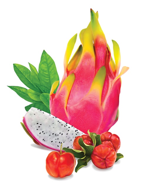 Ilustración de fruta Pitaya Jean Charle