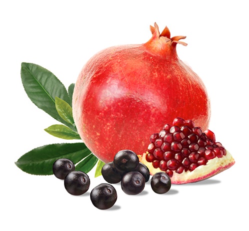 Pomegranate fruit illustration