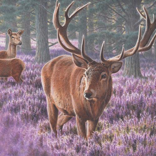 Red Deer dans les Highlands