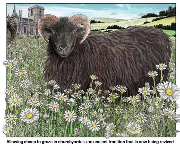 Illustration for Country Life Magazine on English churchyards
