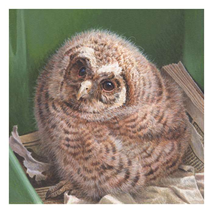 Tawny Owl Illustration For The Jersey Post
