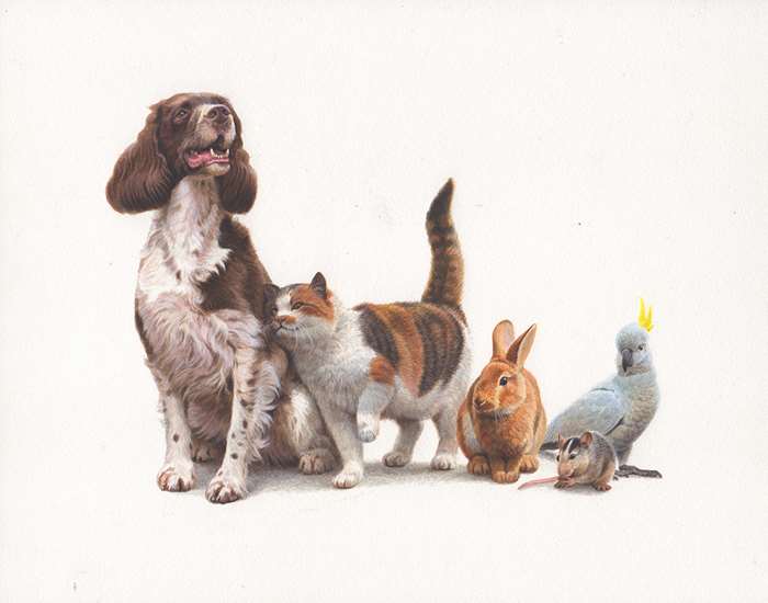 Pets illustration