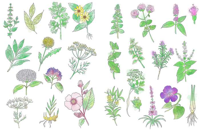 Herbs pattern design