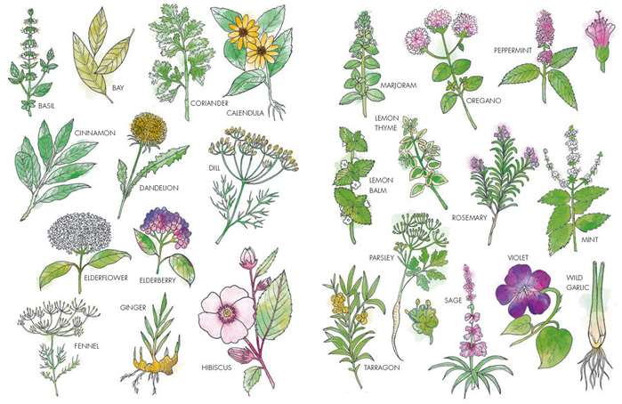 Collection of herbs with their names