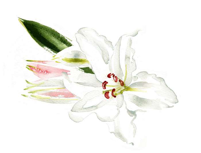 Watercolour painting of a white flower