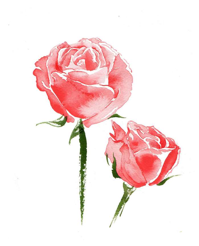 Red roses watercolour painting