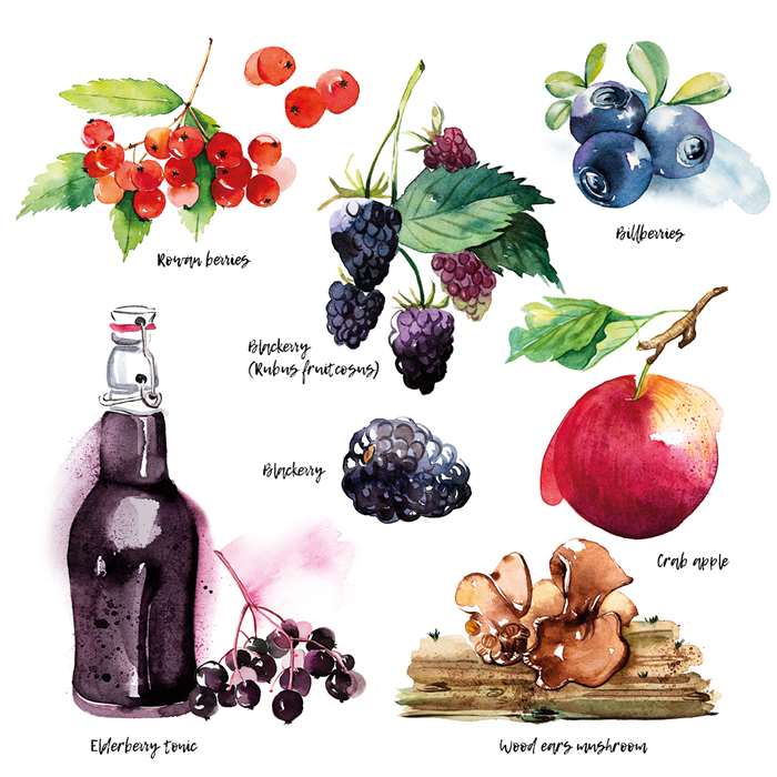 Food & Drink Illustration By Enya Todd