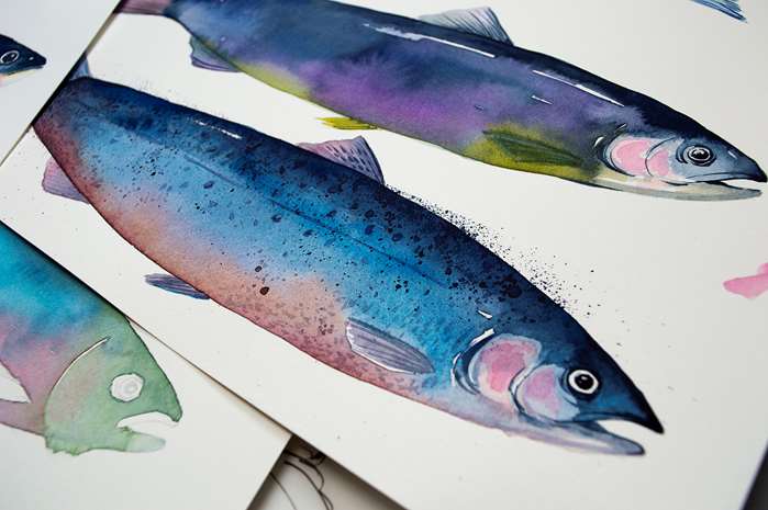 Fish illustration