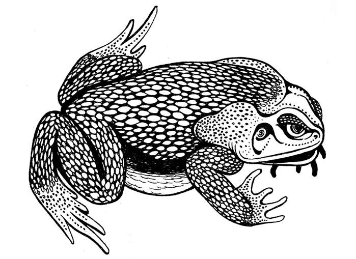 black and white toad from harry potter