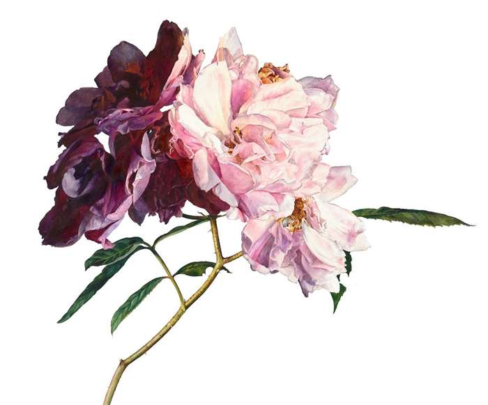 painting of roses in pink