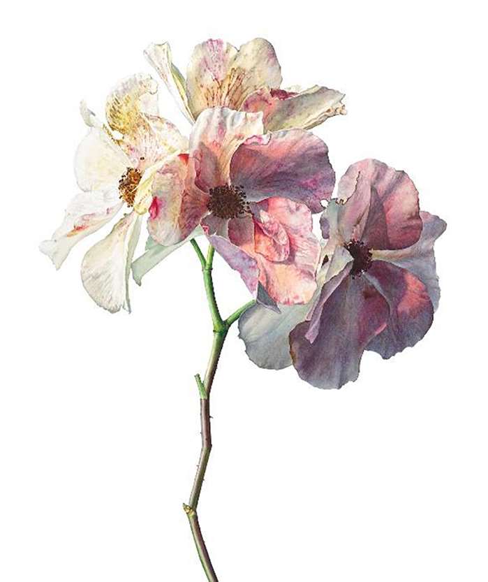 realistic painting of roses
