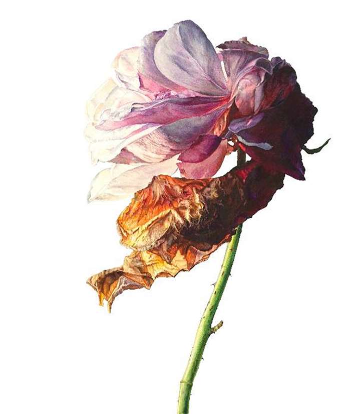 rose with dried petal artwork