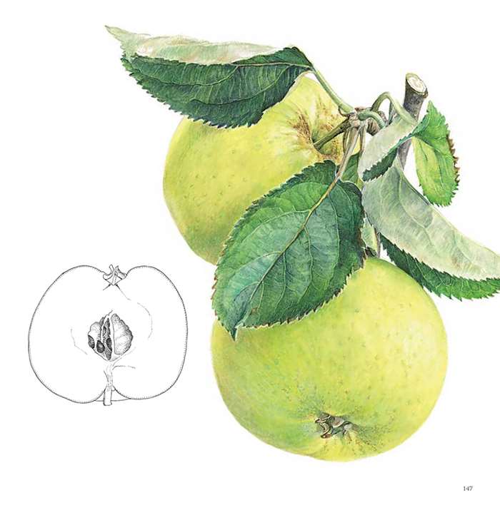 ロージー・サンダース リンゴ 画集「The Apple Book」 ロージー・サンダース リンゴ 画集「The Apple Book」 ロージーのお