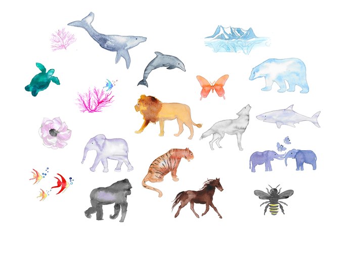 Watercolor illustration of animals by Jessica Durrant