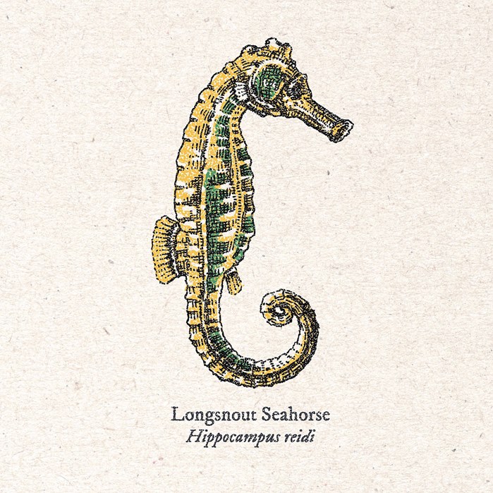 Longsnout seahorse illustration by August Lamm