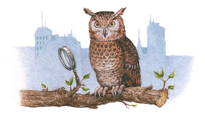 Animal illustration of owl 