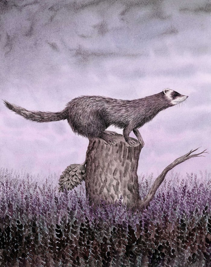 Sea otter animal illustration 