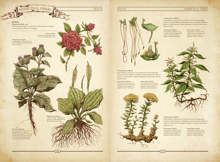 Medicinal herbs book illustration 