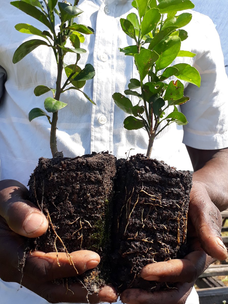10 Million Trees