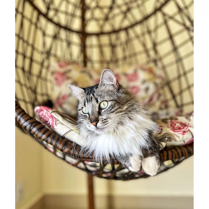 Illustration of animal Cat
