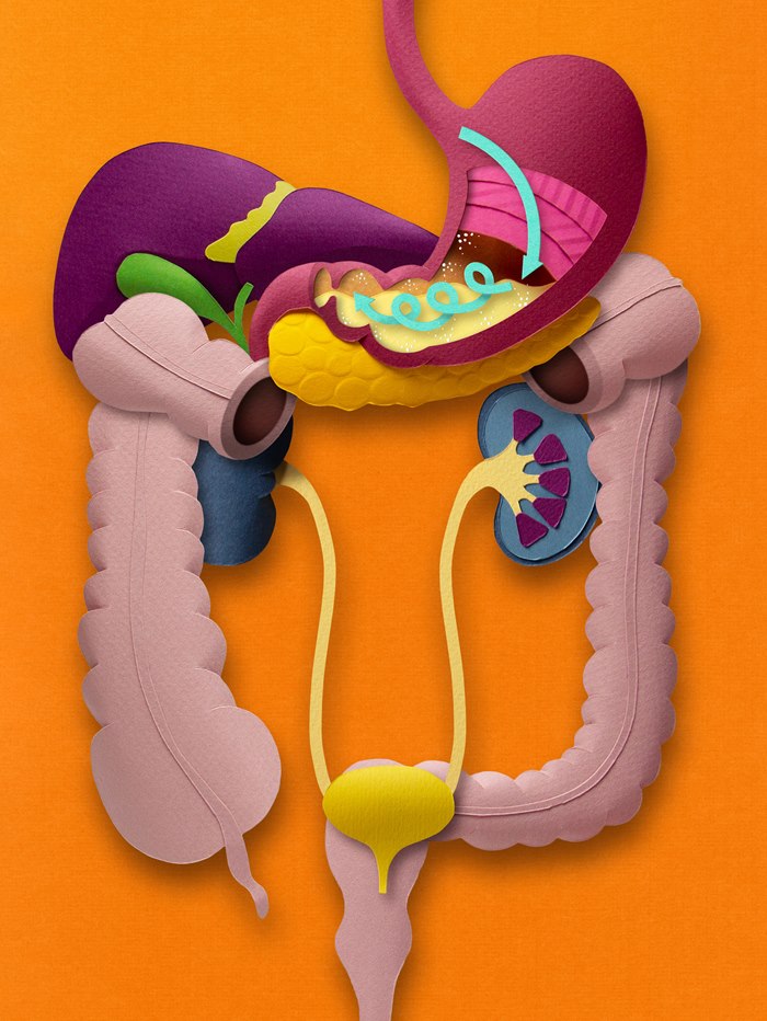 Paper sculpture of the digestive system
