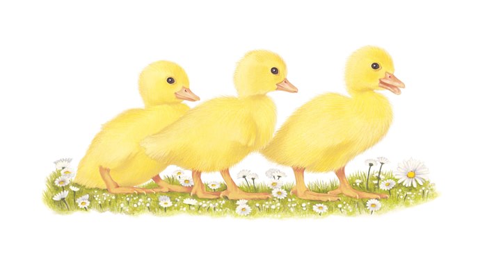 Painting of a chick for the Jersey Post