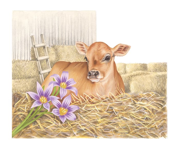 A realistic painting of a calf for Jersey Post stamps