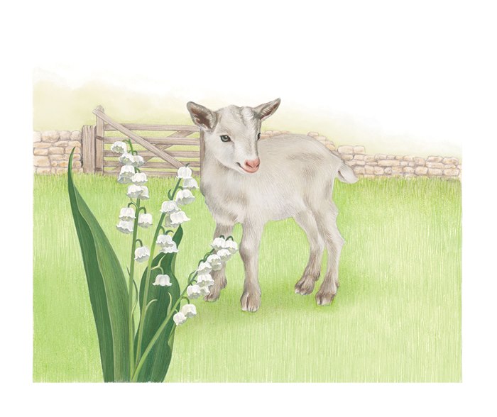 Illustration of a capra aegagrus hircus for the Jersey Post
