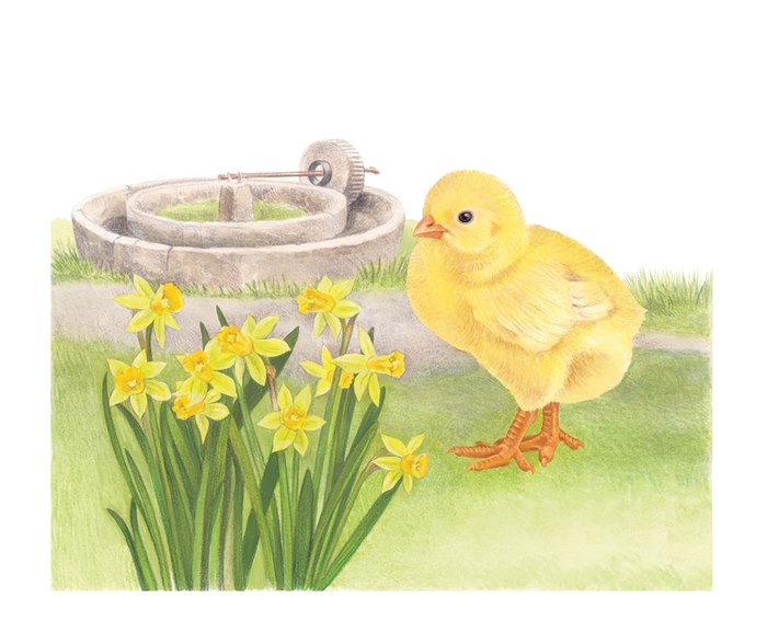 Watercolor hen designed for stamps issued by Jersey Post