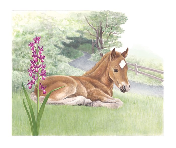 Foal drawn with photographic realism