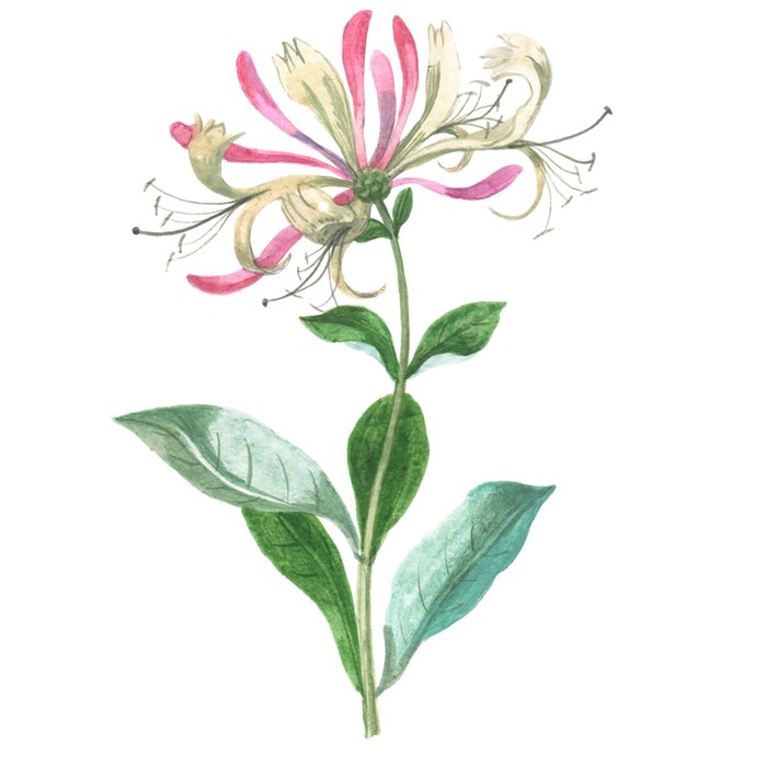 Nature illustration of the honeysuckle flower