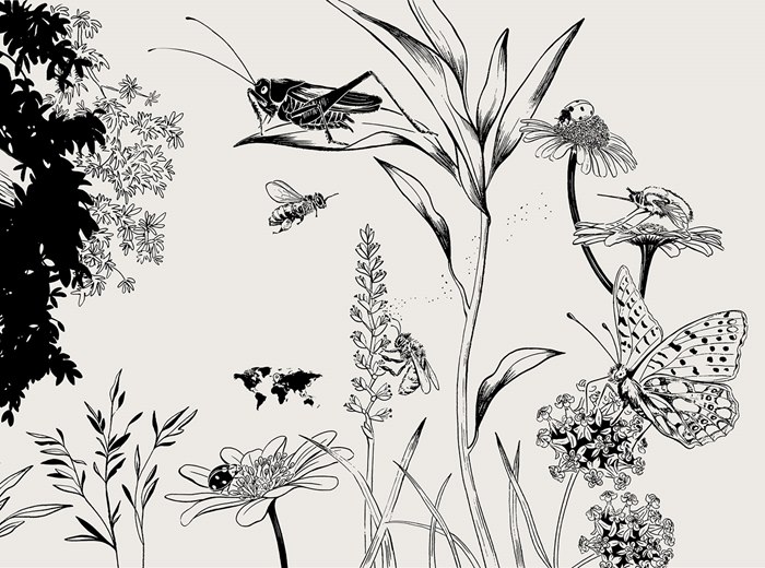 Insect universe depicted in concise drawing