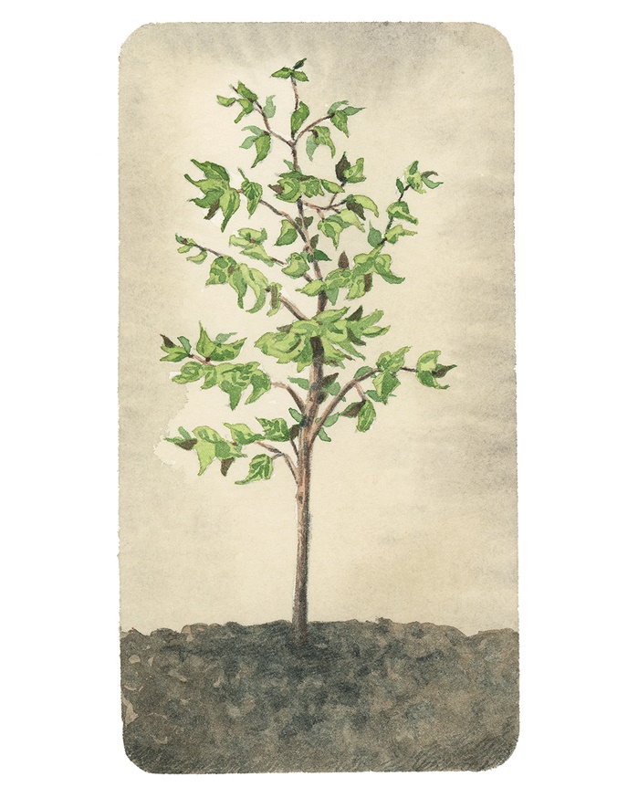 Tree growing painting for Happy Arbor Day!