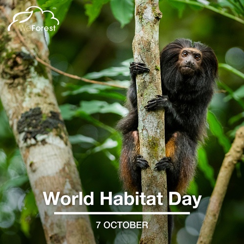 World Habitat Day