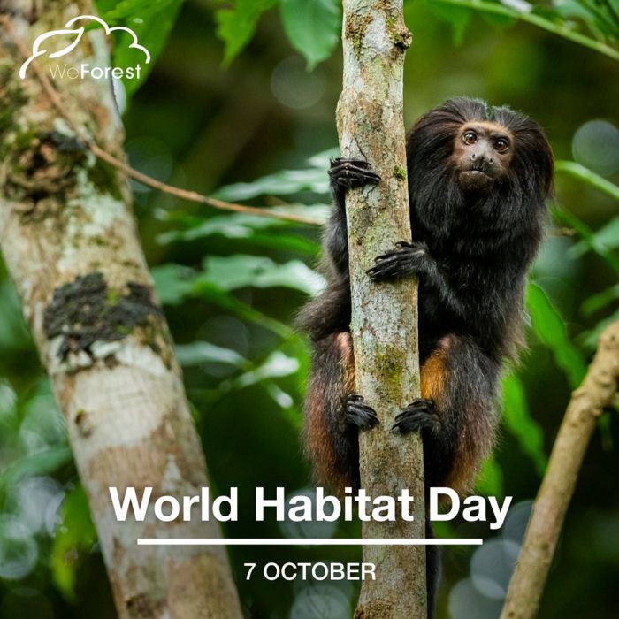 World Habitat Day